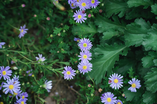 紫花开花植物马兰