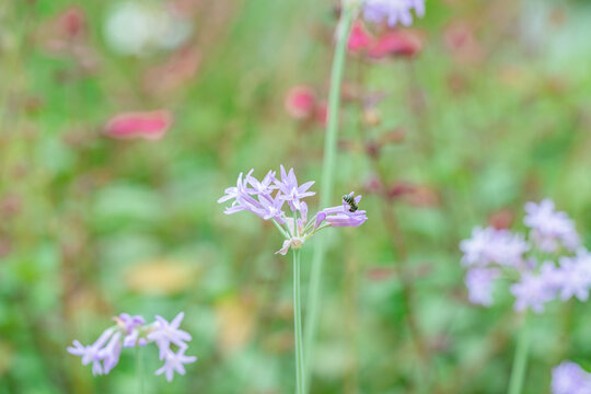 紫娇花上采蜜的蜜蜂