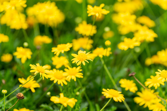 盛开的黄花植物黄金菊