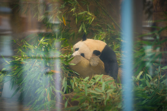 成都熊猫基地里吃竹子的熊猫