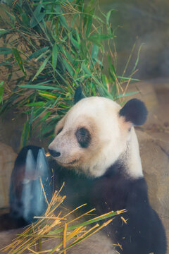 成都熊猫基地里吃竹子的熊猫