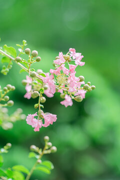 粉红色开花植物紫薇