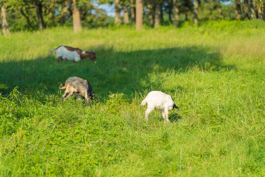 草原上吃草的羊