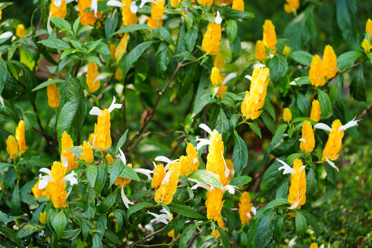 黄花植物金苞花