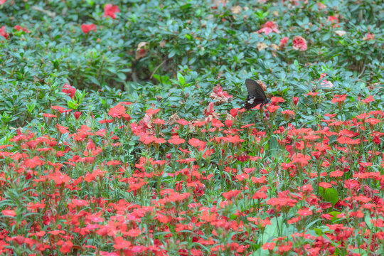 蝴蝶与花