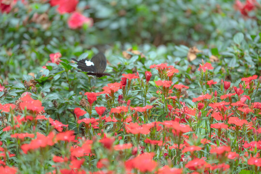 蝶恋花