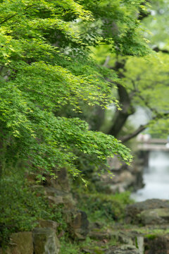 绿枫叶