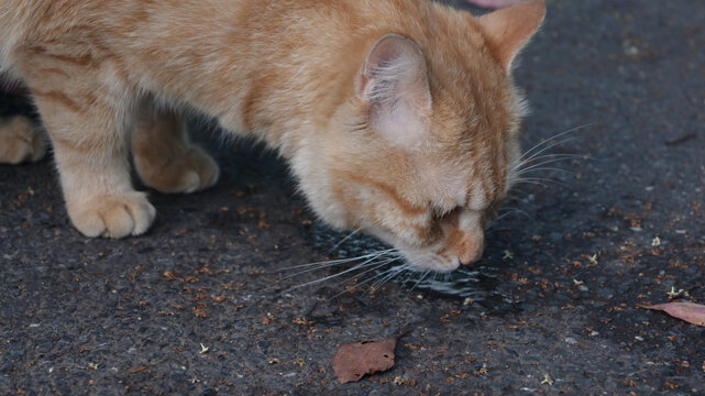 橘猫喝水