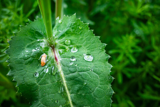 下雨后树叶上的水珠