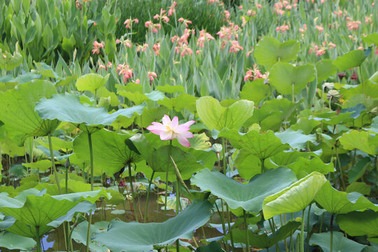 夏日荷花