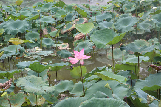 荷花池塘