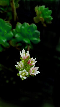 多肉植物蒂亚花