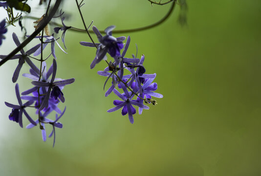 蓝花藤