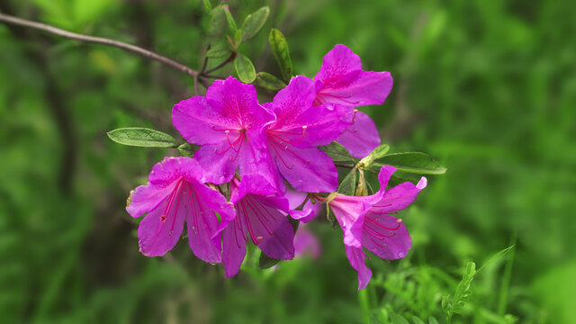 杜鹃花