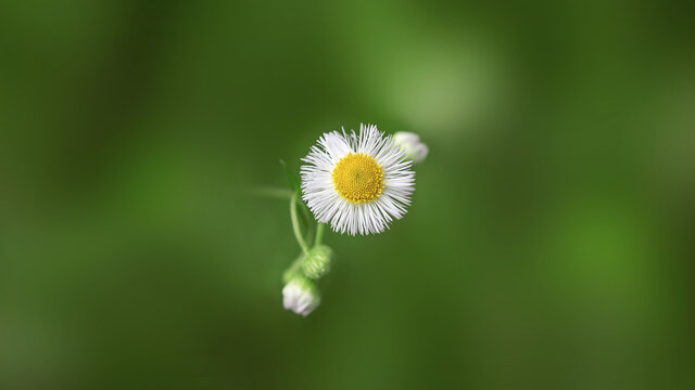 小雏菊