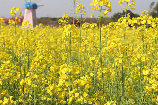 黄色油菜花蜜蜂