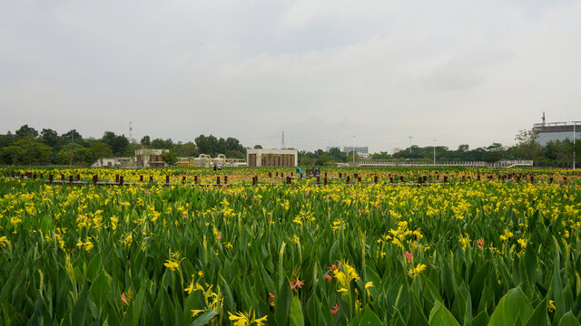 深圳光明楼村湿地公园美人蕉风景