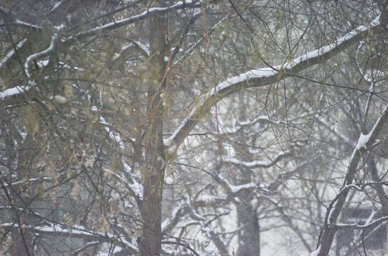 春雪