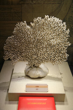 清代白珊瑚