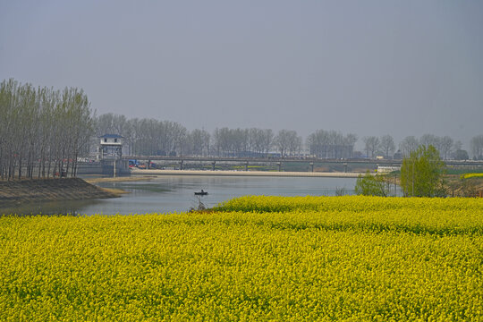 河岸油菜花