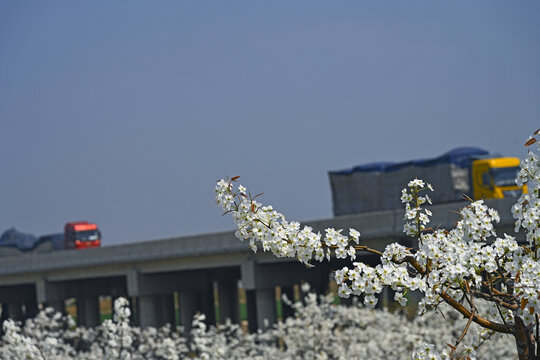 京台高速路边春景