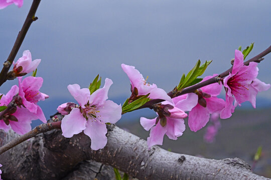 桃花枝