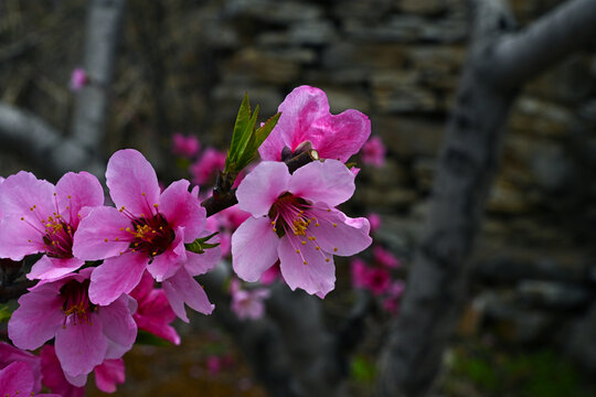 桃花枝