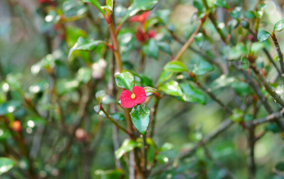 红色开花植物无刺麒麟