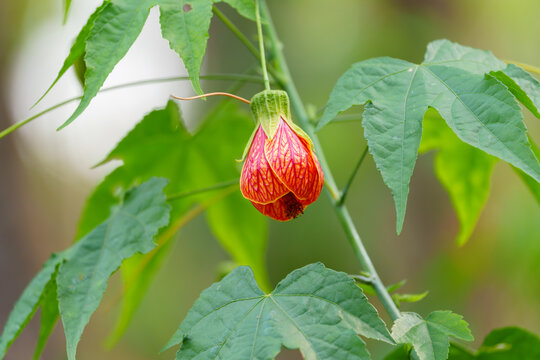 植物上生长的红色花蕾金铃花