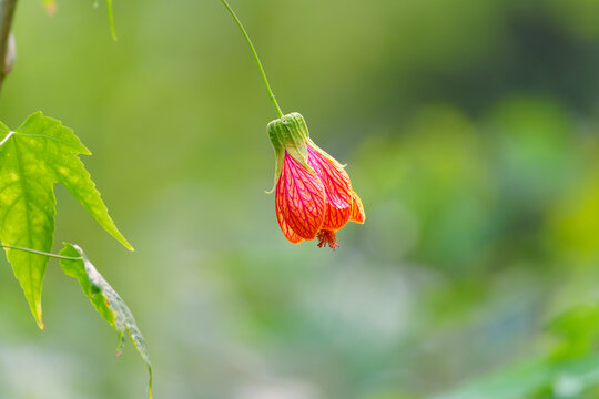 植物上生长的红色花蕾金铃花