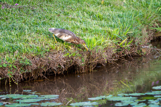 栖息在水域旁的池鹭