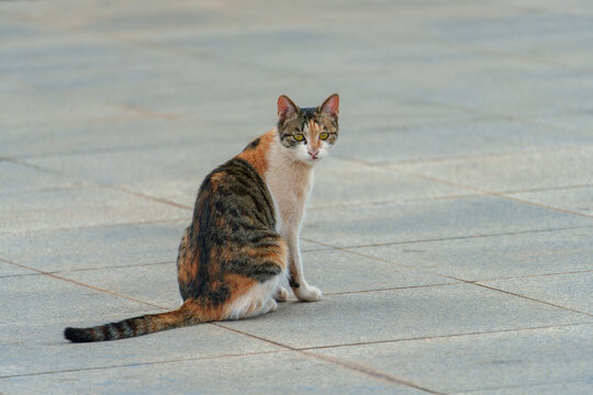 猫在户外的特写镜头