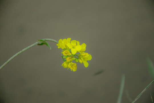 油菜花