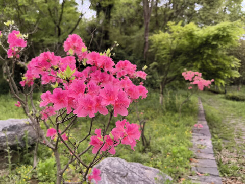 杜鹃花