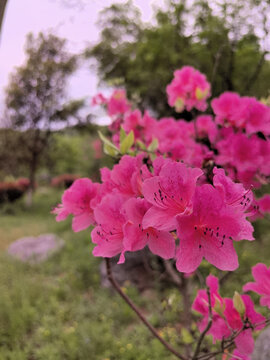 杜鹃花