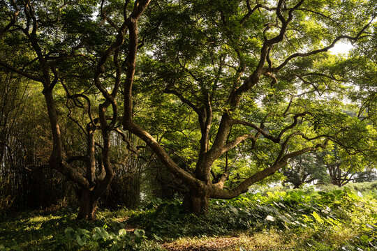 林中百年乌榄树