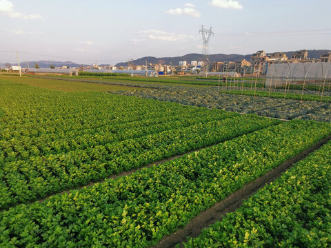 农田菜地