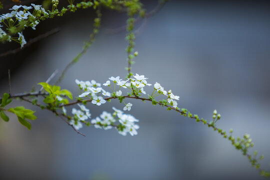 春天里的小白花