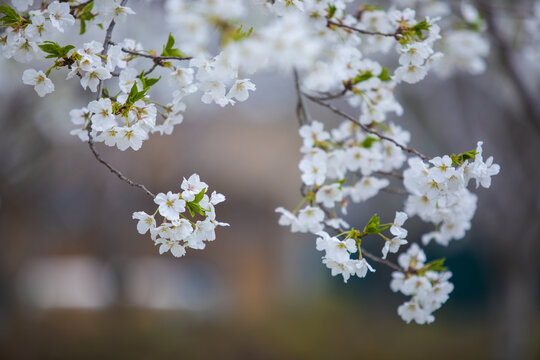 樱花