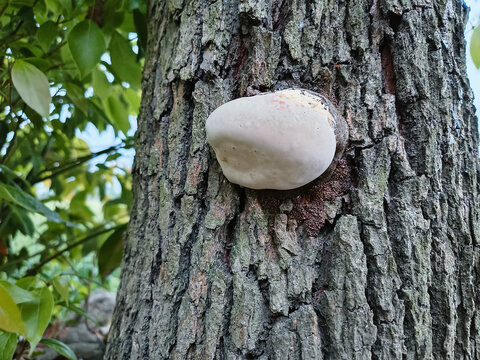 香樟树蘑菇