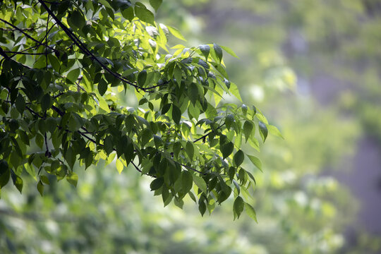 春天绿树枝图片