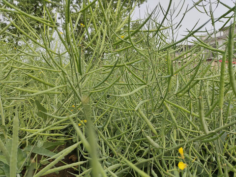 植物 花卉