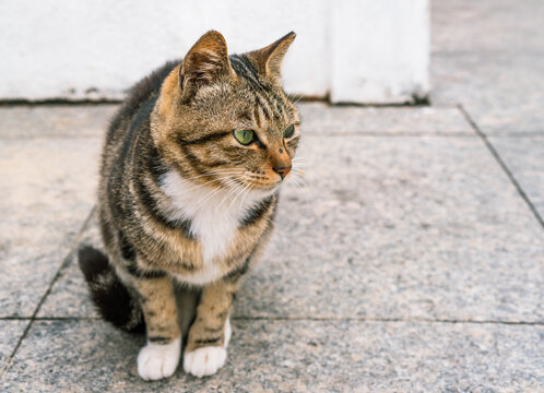 可爱的小猫