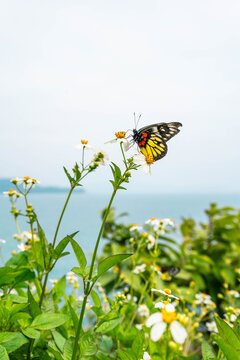 海边背景下的蝴蝶