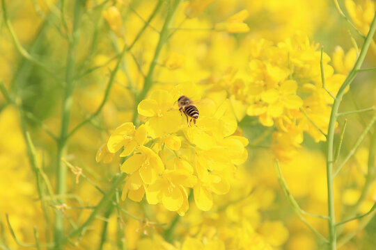 金黄油菜花