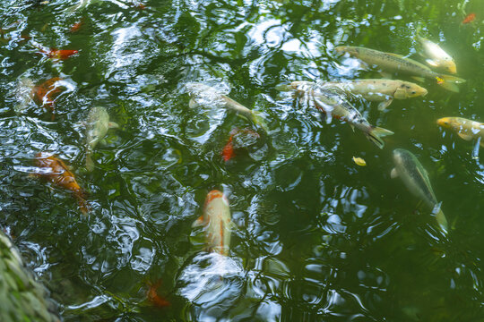 锦鲤在池塘中游泳的高角度视图