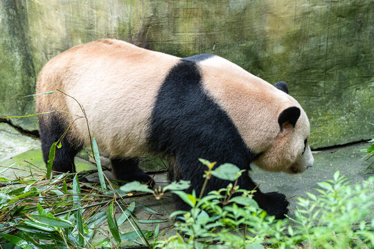 动物园玩耍的熊猫