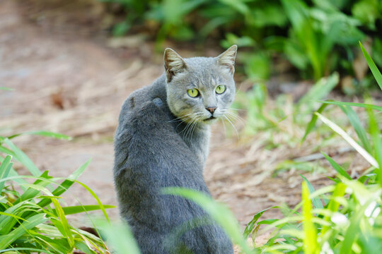 猫在户外行走的后视图