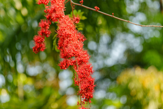 红色开花植物槭叶瓶干树