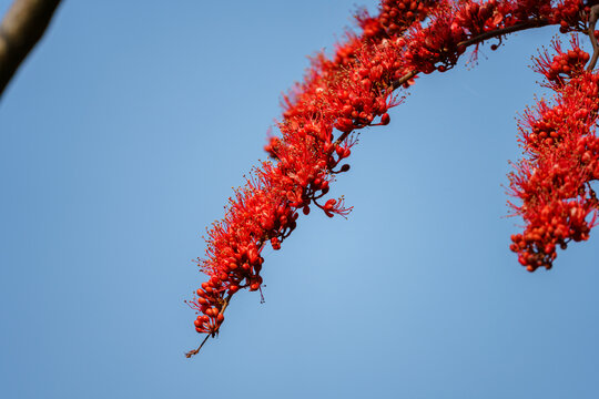 红色开花植物槭叶瓶干树